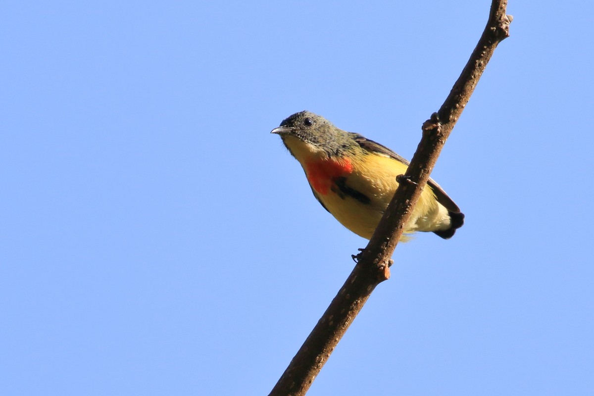 Fire-breasted Flowerpecker - Amit Gupta