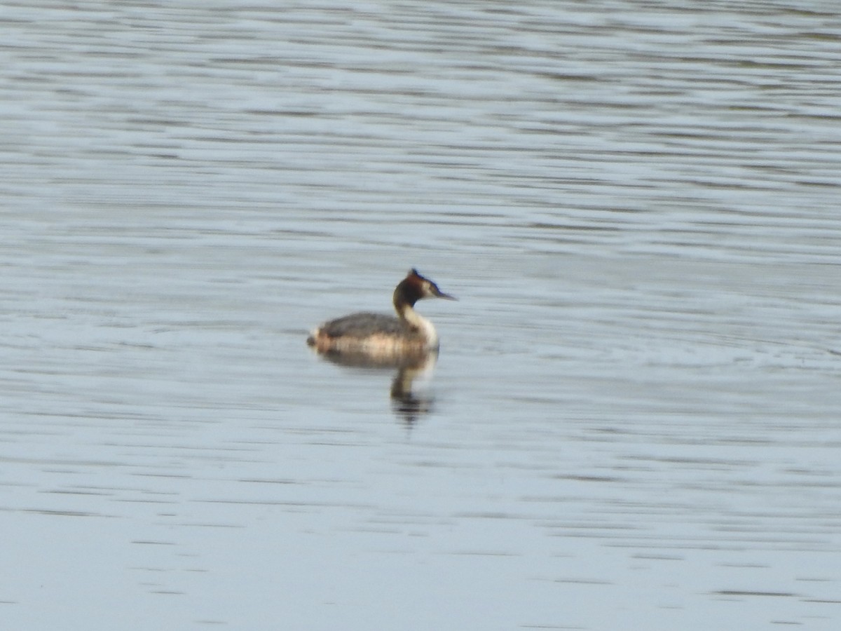 Great Crested Grebe - ML617563220
