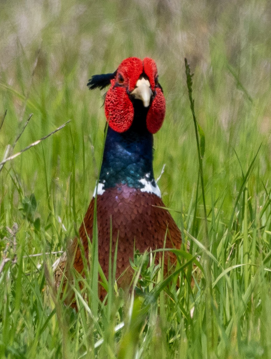 Ring-necked Pheasant - Sam Zuckerman