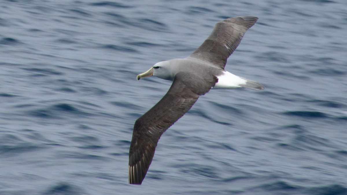 Salvin's Albatross - ML617563243