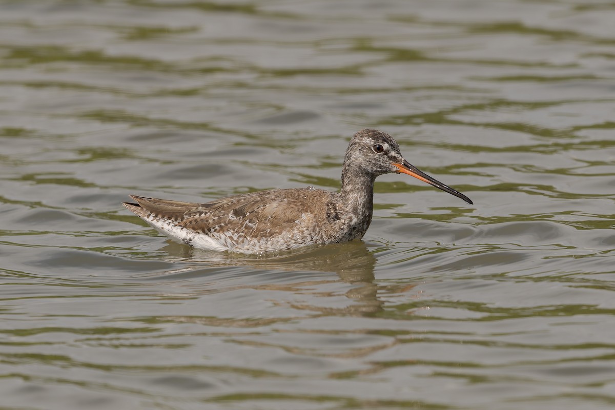 Spotted Redshank - ML617563291