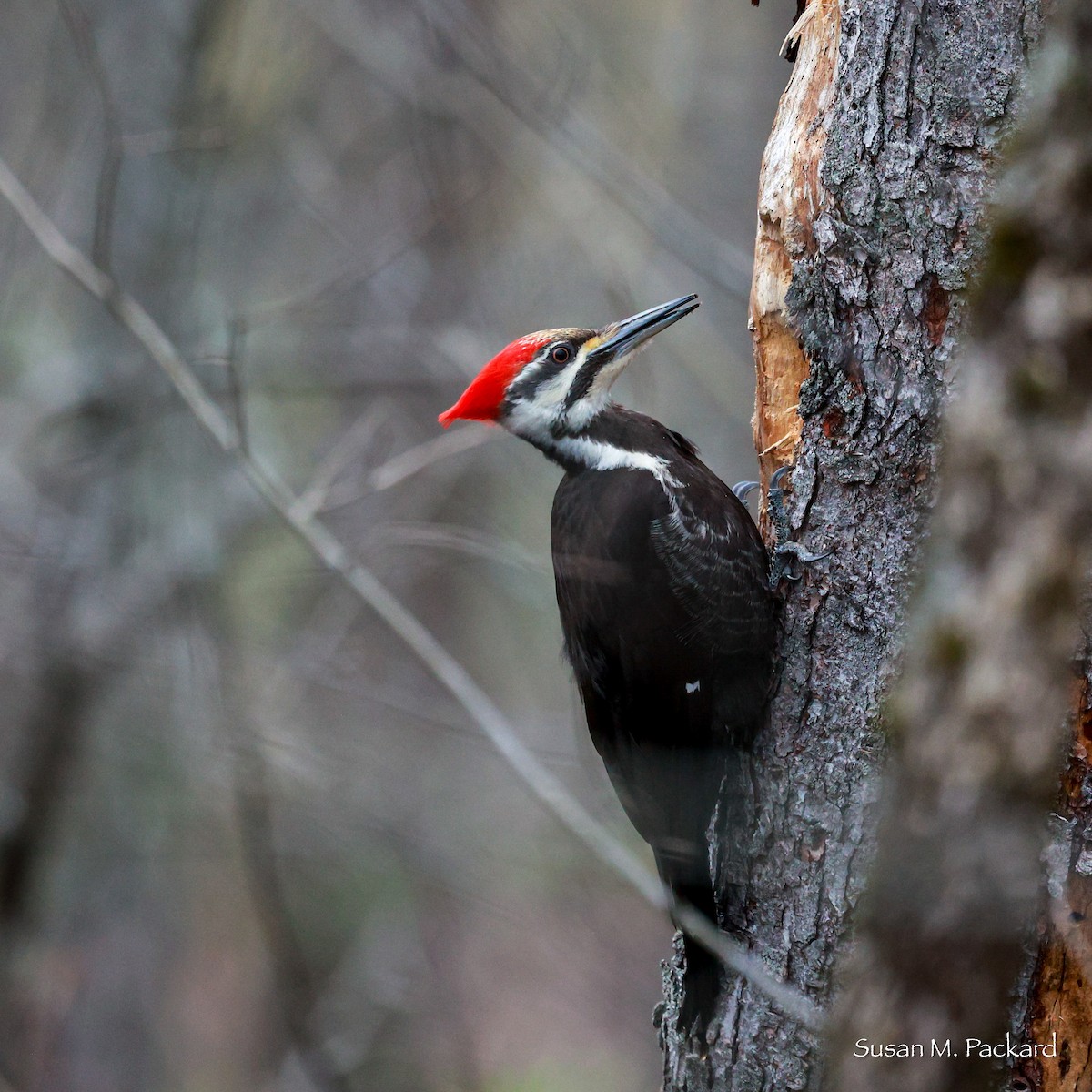 Pileated Woodpecker - Susan Packard