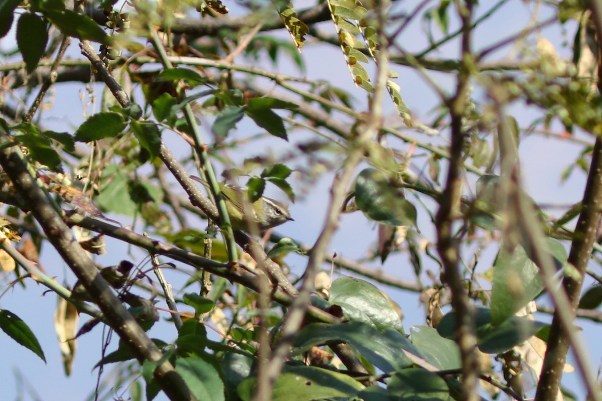 Hume's Warbler - ML617563385