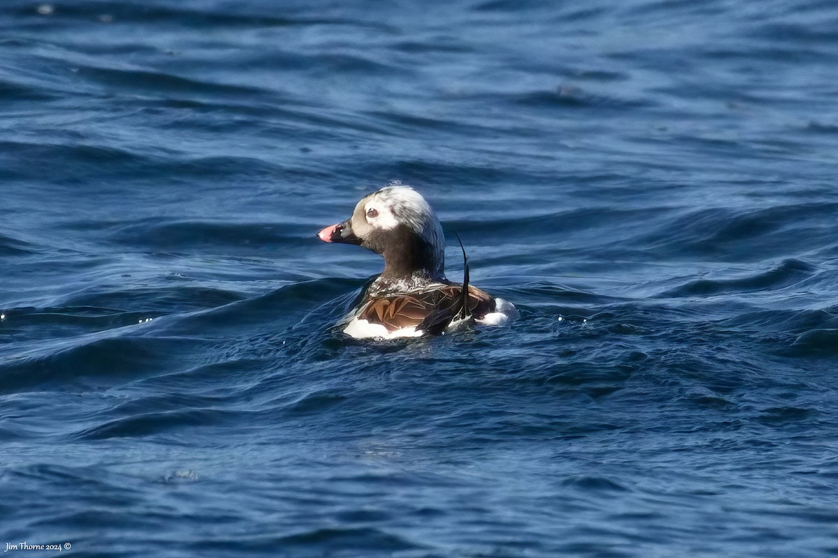 Long-tailed Duck - ML617563428