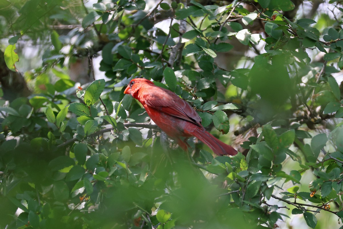 Northern Cardinal - Larry Van Buren