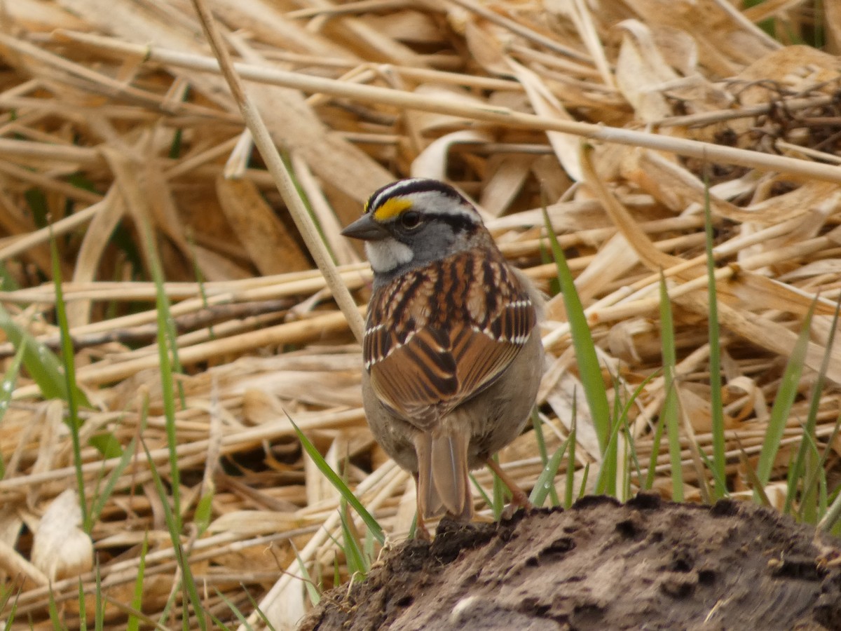 White-throated Sparrow - Jeff DeRuyter