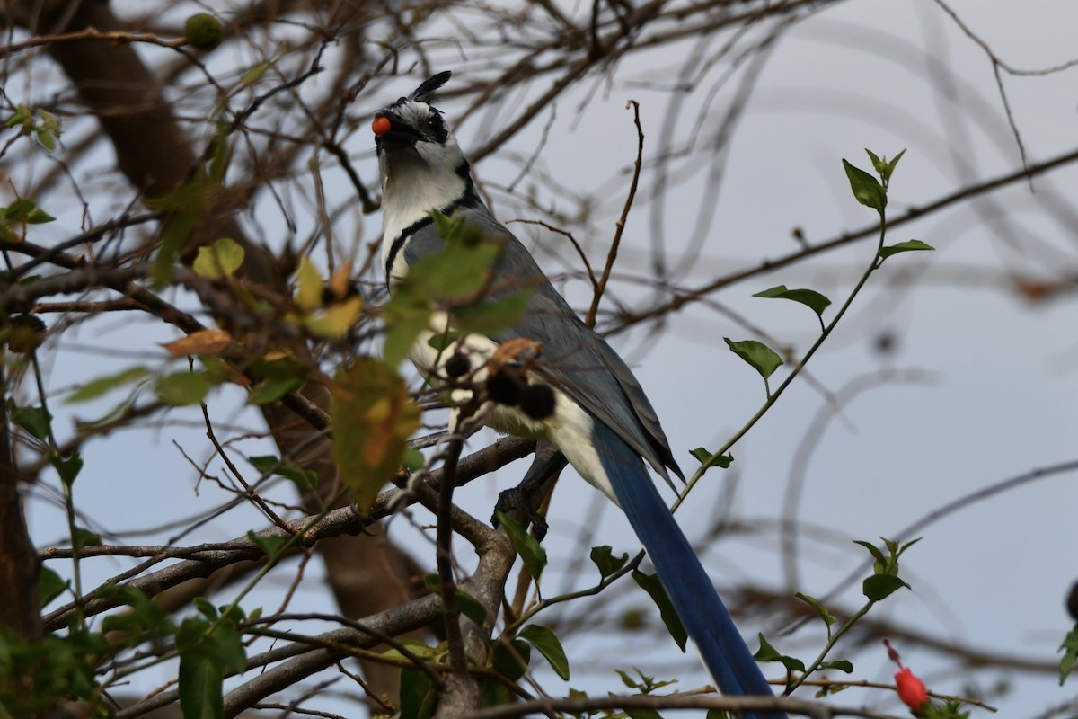 White-throated Magpie-Jay - ML617563486