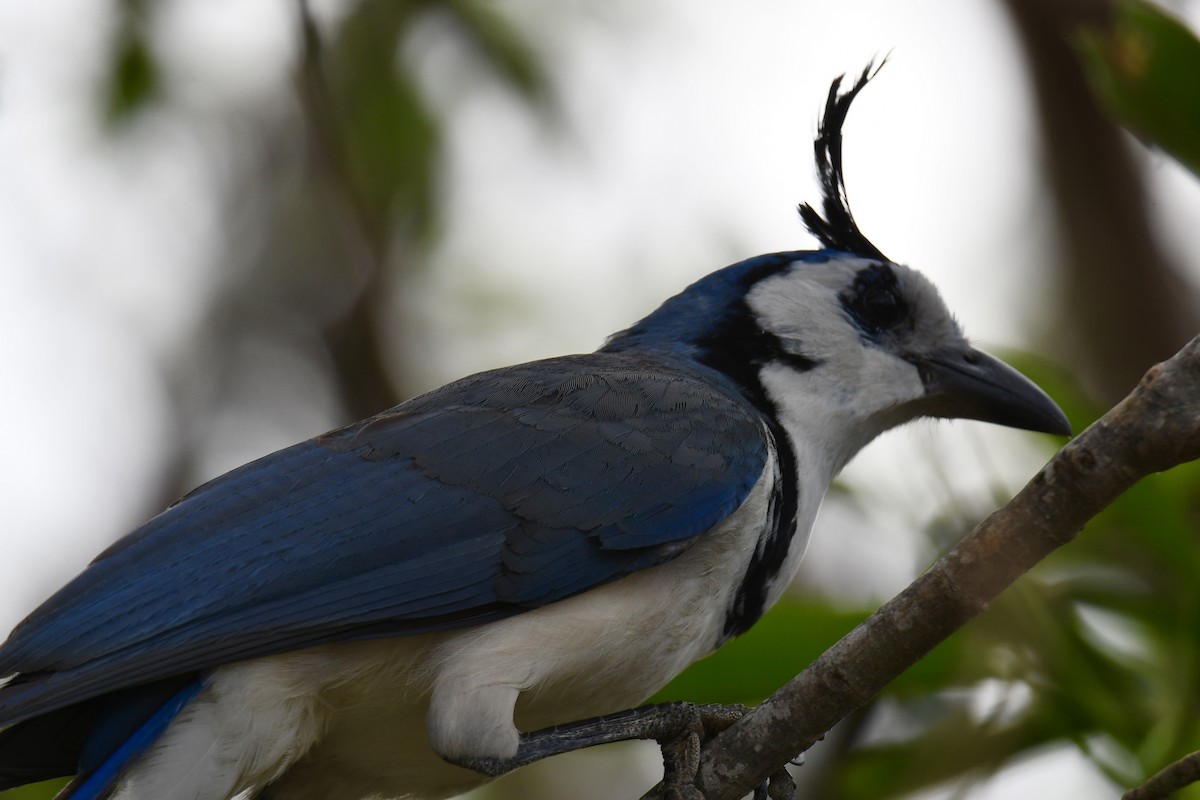 White-throated Magpie-Jay - ML617563487