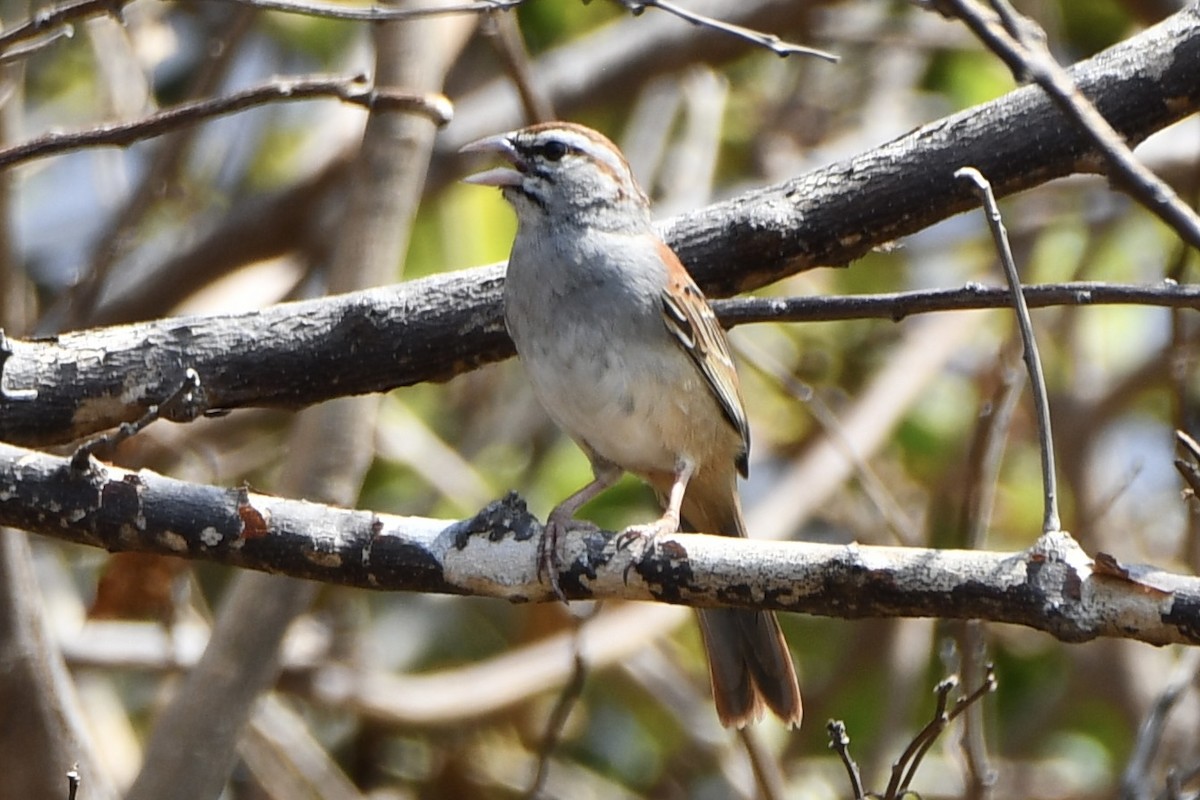 Cinnamon-tailed Sparrow - ML617563492