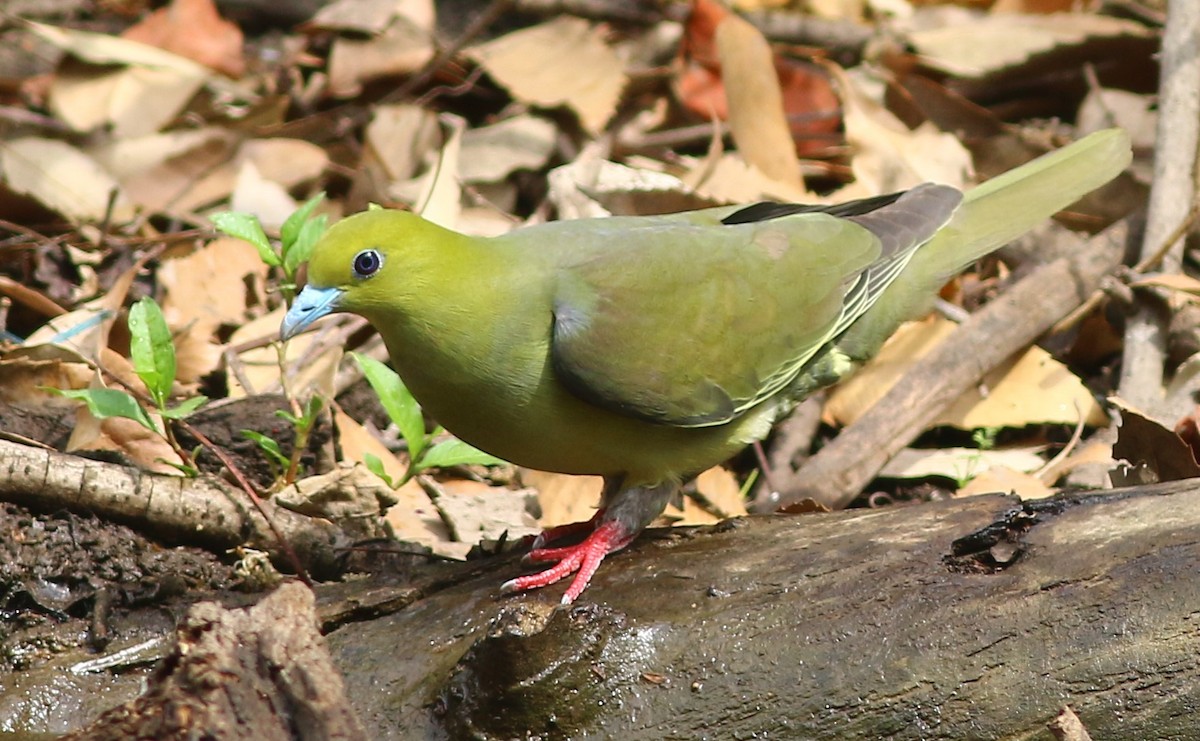 Wedge-tailed Green-Pigeon - ML617563504