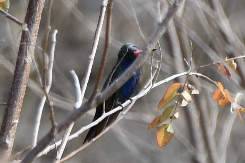 Turquoise-crowned Hummingbird - ML617563558