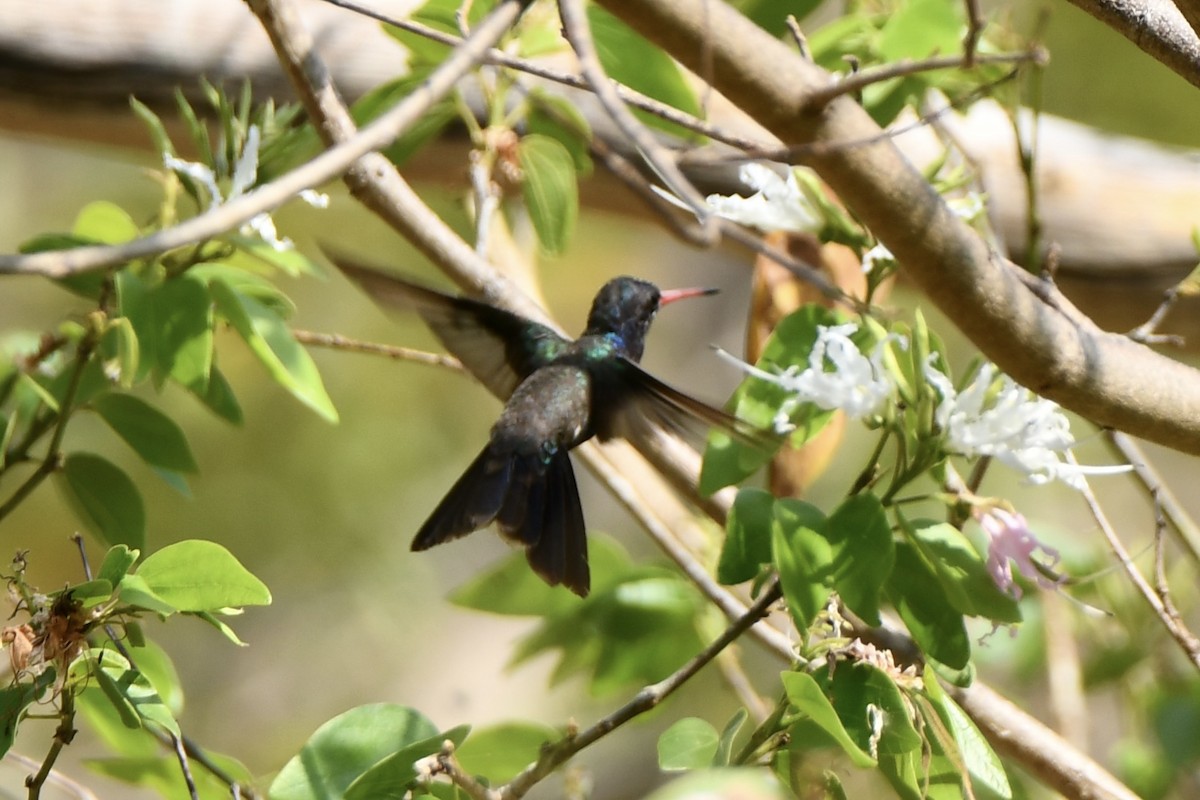 Turquoise-crowned Hummingbird - ML617563559