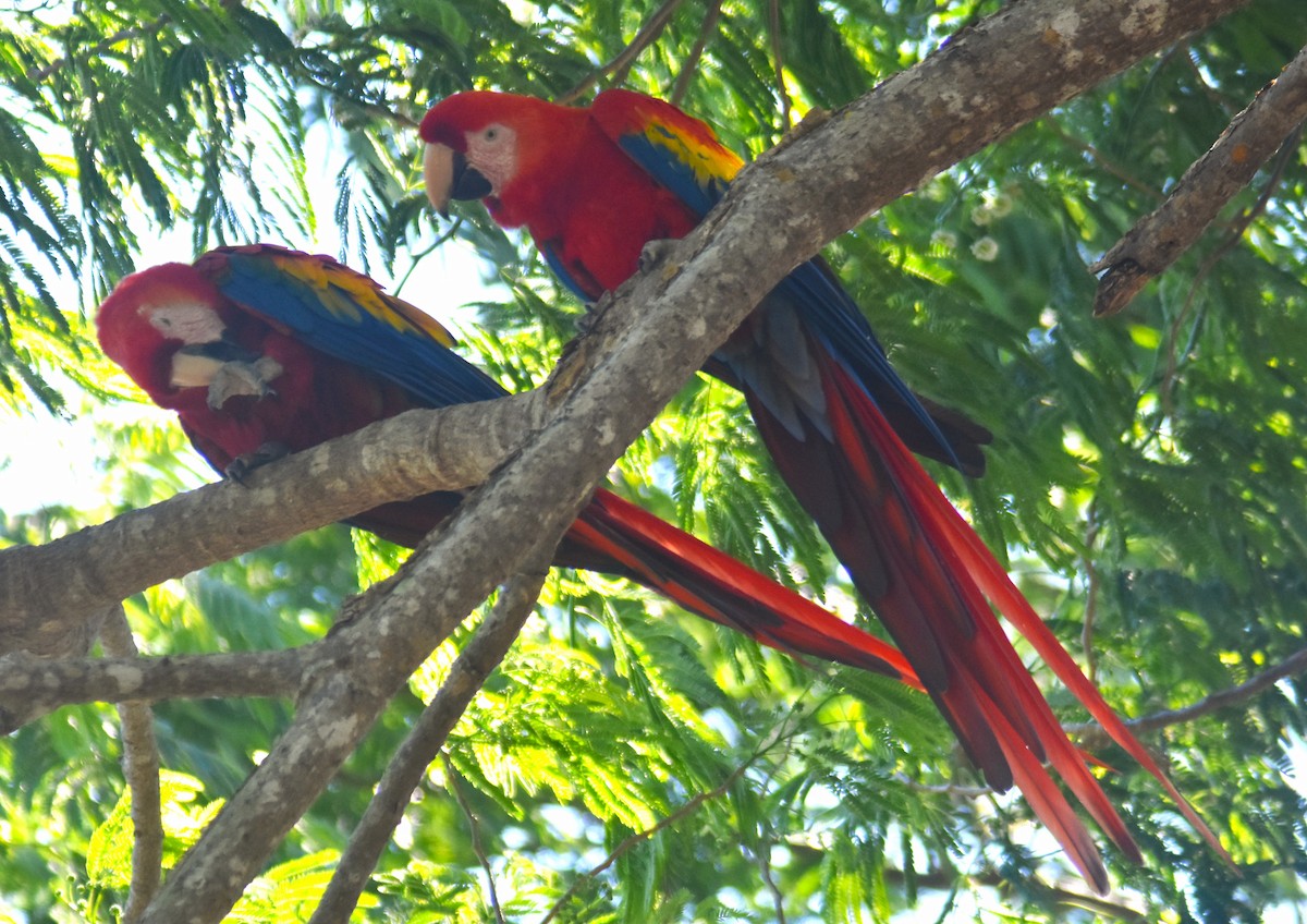 Scarlet Macaw - ML617563577