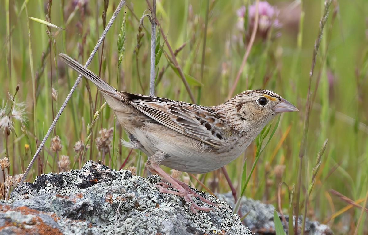 Grasshopper Sparrow - ML617563594