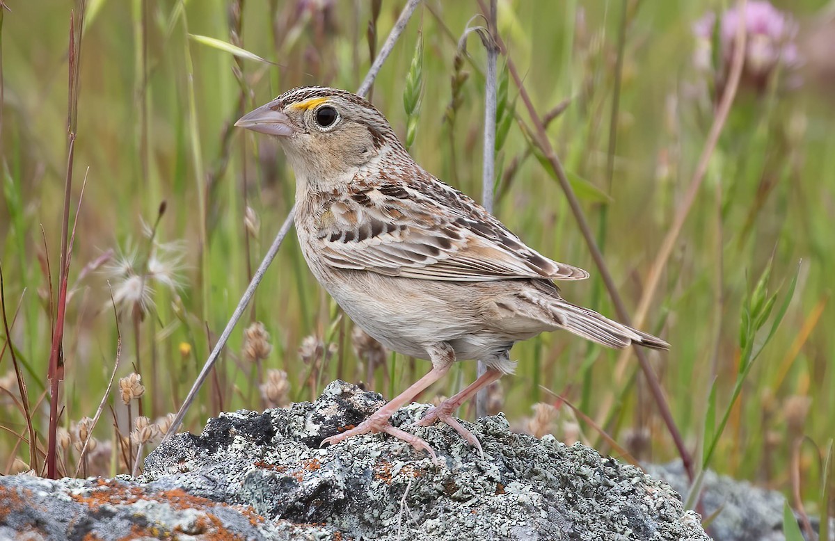 Grasshopper Sparrow - ML617563595