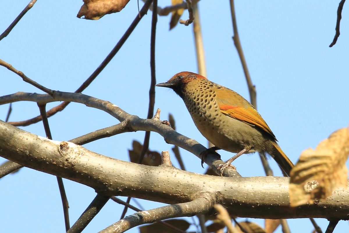 Chestnut-crowned Laughingthrush - ML617563625