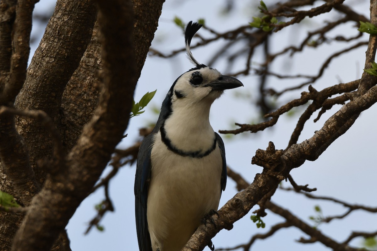 White-throated Magpie-Jay - ML617563657