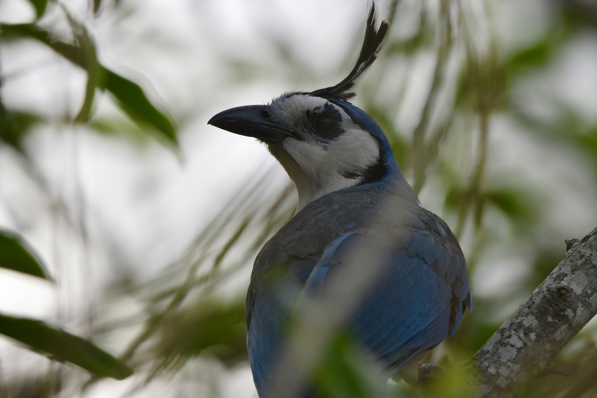 White-throated Magpie-Jay - ML617563658