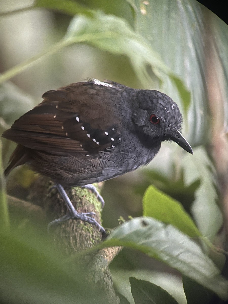 Dull-mantled Antbird - Mike Cooper