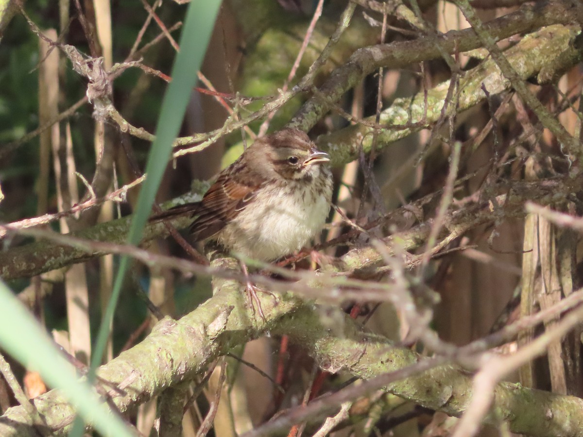 new world sparrow sp. - Kyan Russell