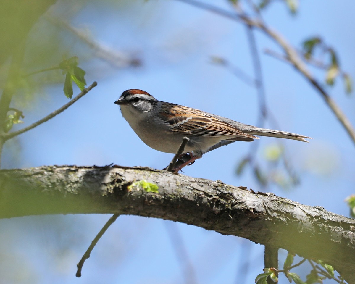 Chipping Sparrow - ML617563741