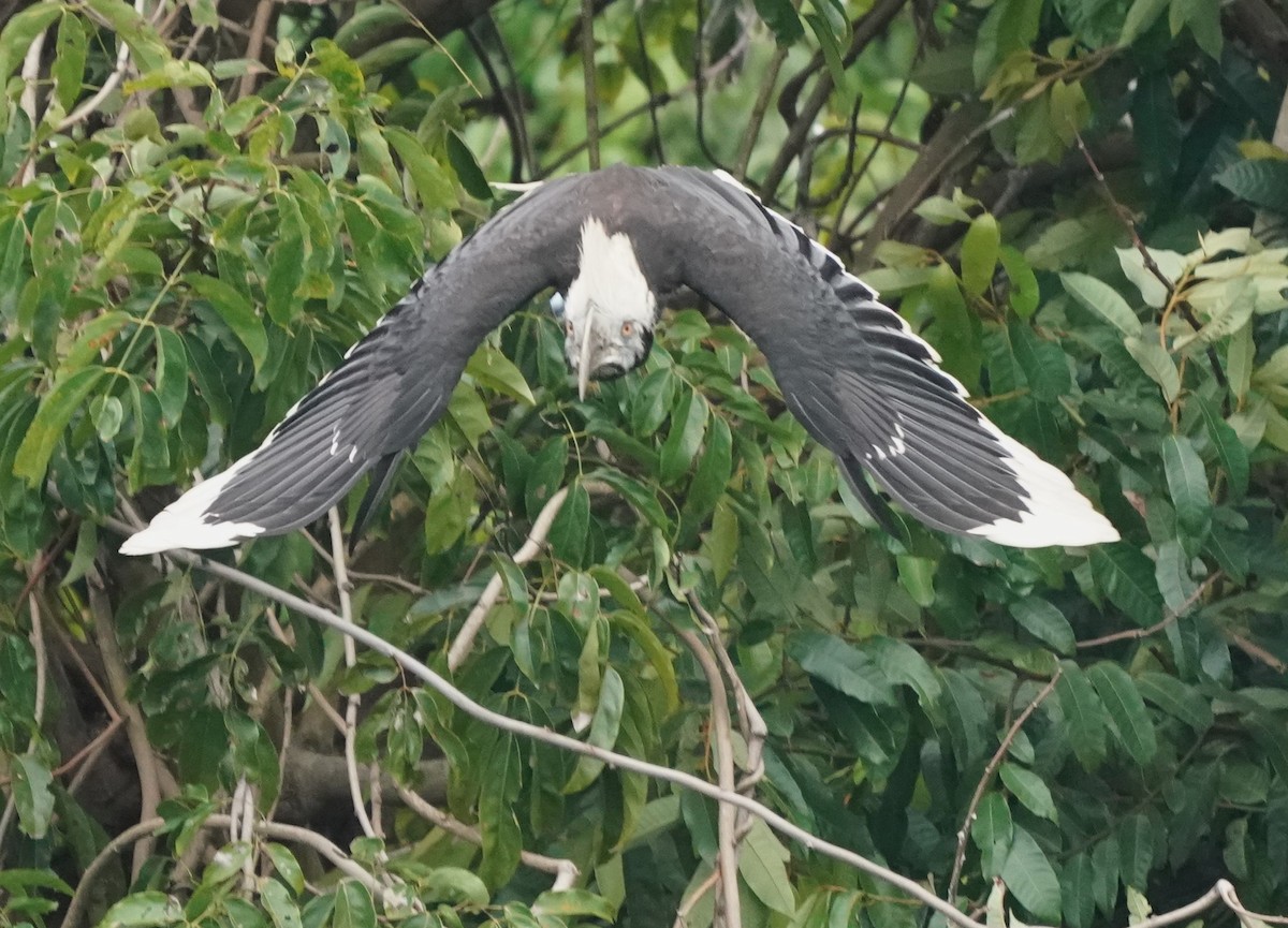 White-crowned Hornbill - ML617563769