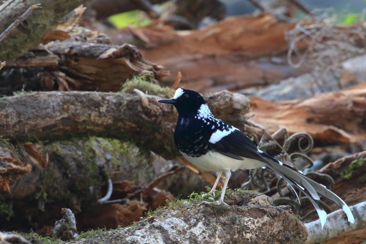 Spotted Forktail - ML617563825