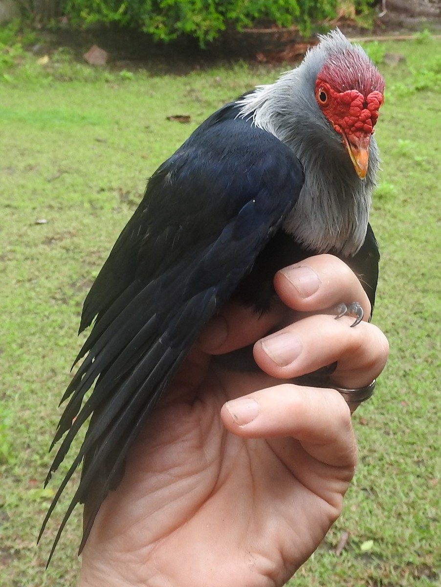 Seychelles Blue-Pigeon - Dieter Oschadleus