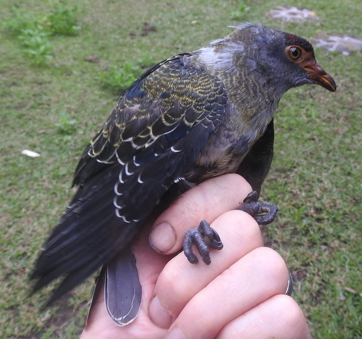Seychelles Blue-Pigeon - Dieter Oschadleus