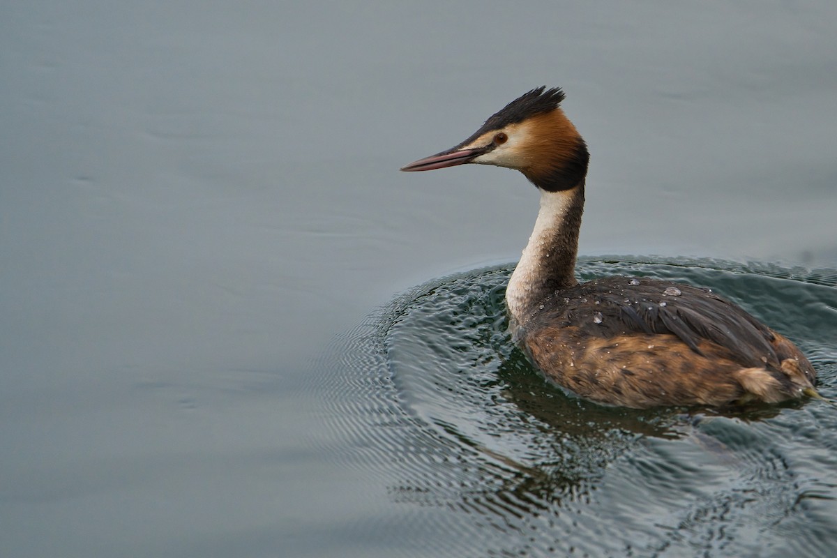 Great Crested Grebe - ML617563872