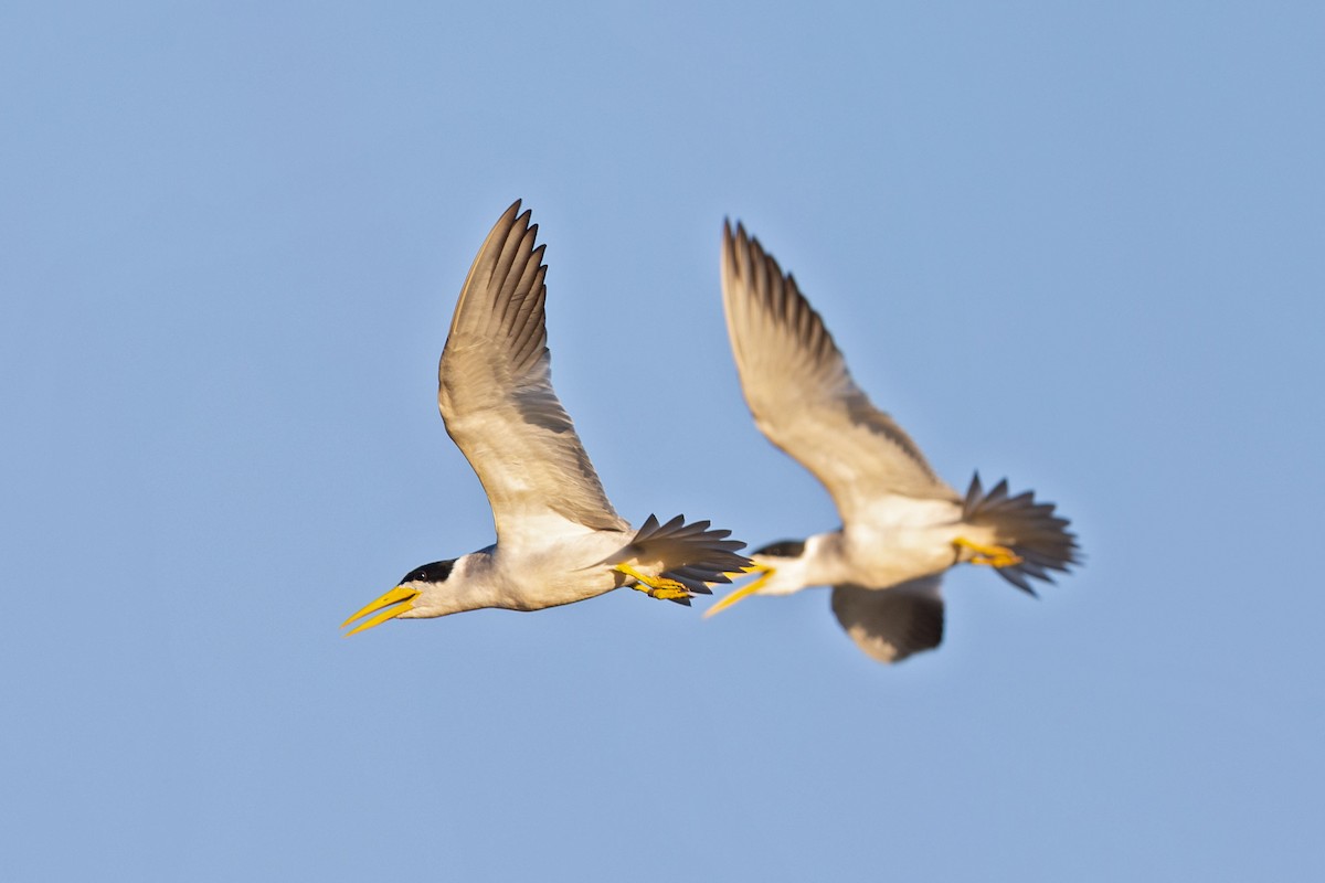 Large-billed Tern - Andreas Trepte