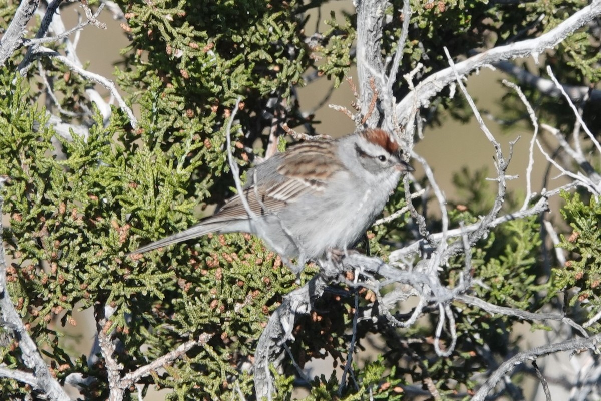 Chipping Sparrow - ML617563911