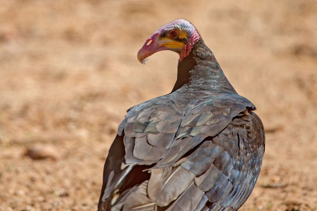 Lesser Yellow-headed Vulture - ML617563920