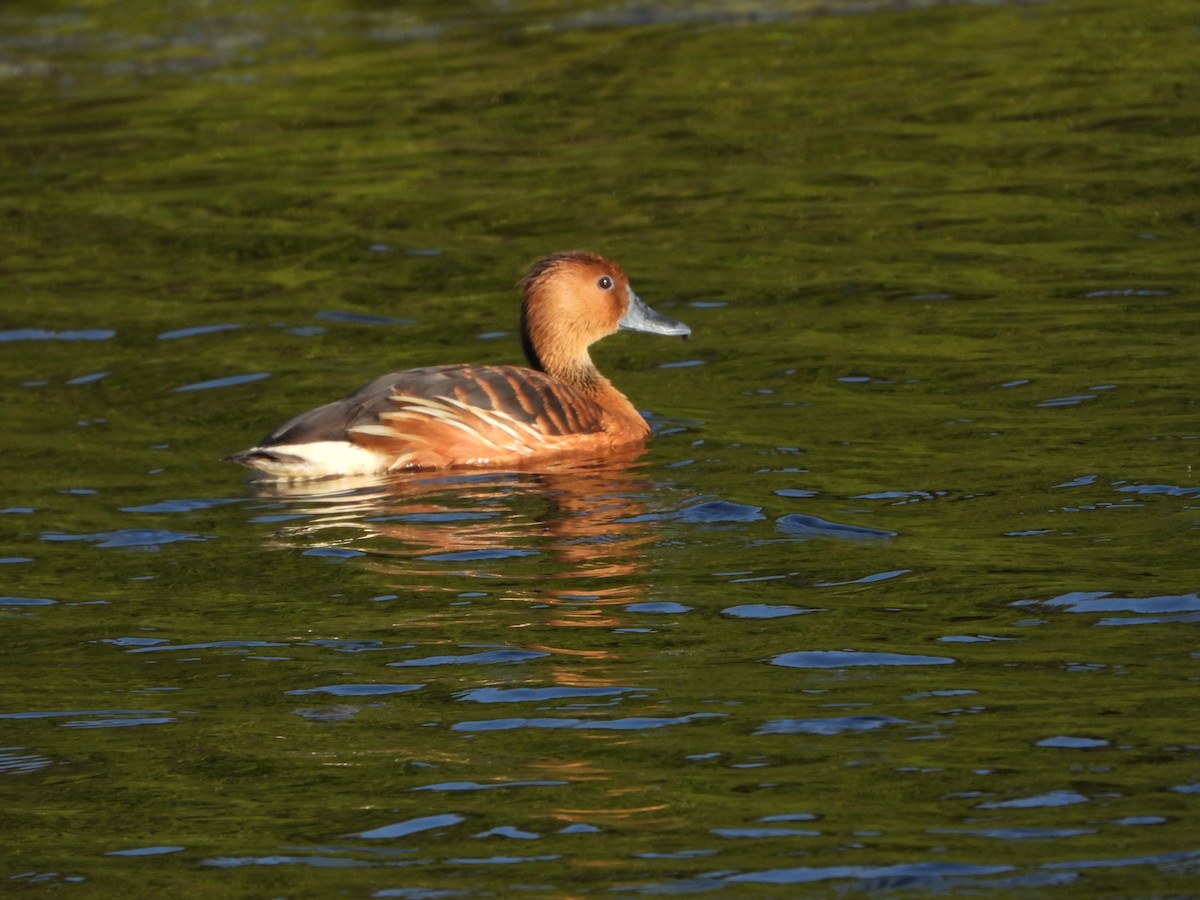 Fulvous Whistling-Duck - Fred Collins