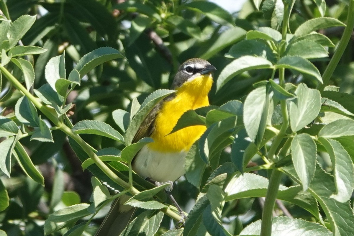 Yellow-breasted Chat - ML617563976