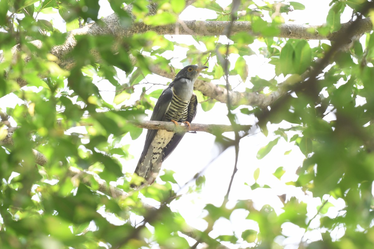 Himalayan Cuckoo - Saran Chotiratanasak
