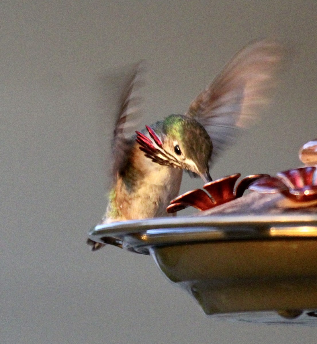 Calliope Hummingbird - Tom Uslan