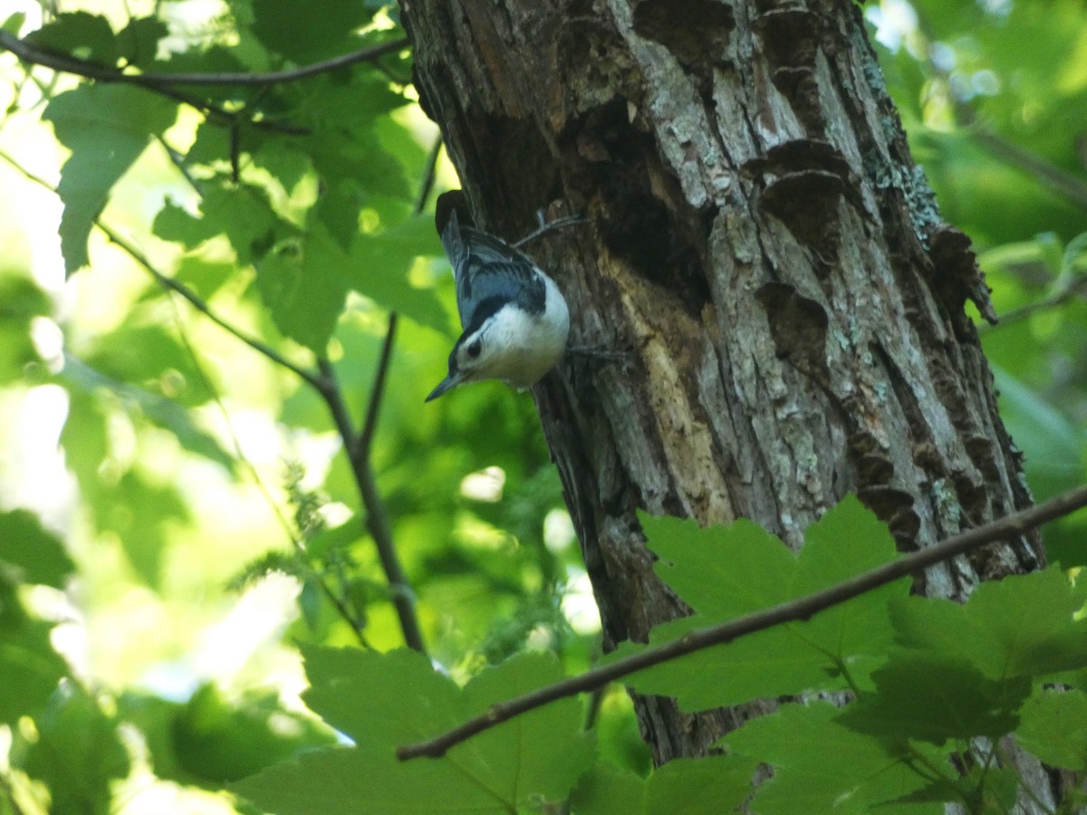 White-breasted Nuthatch - ML617564039
