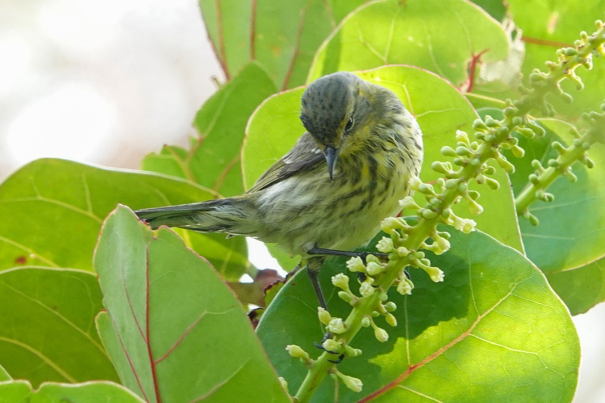 Cape May Warbler - ML617564058