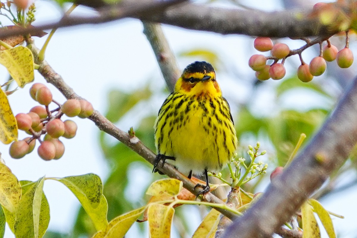 Cape May Warbler - ML617564062
