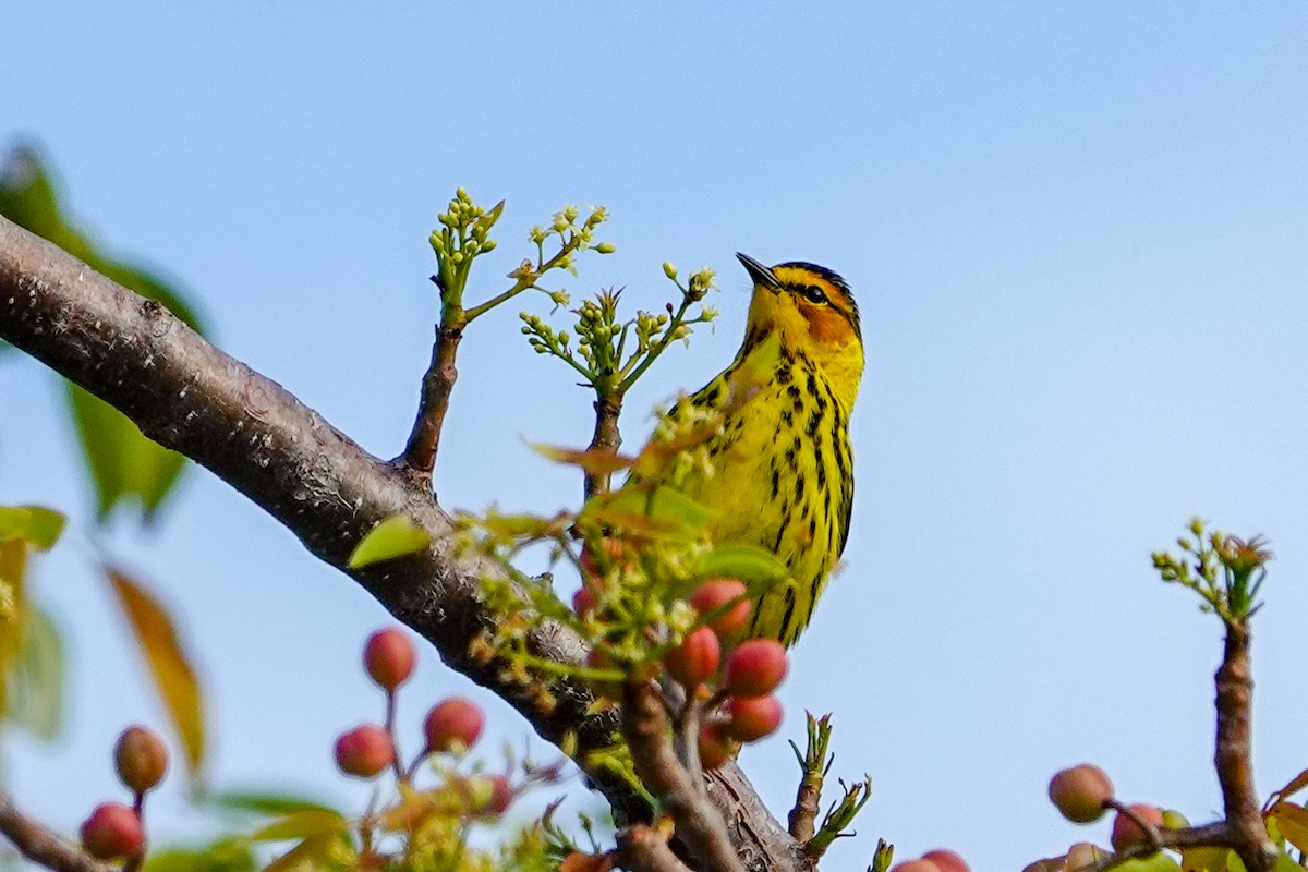 Cape May Warbler - ML617564063