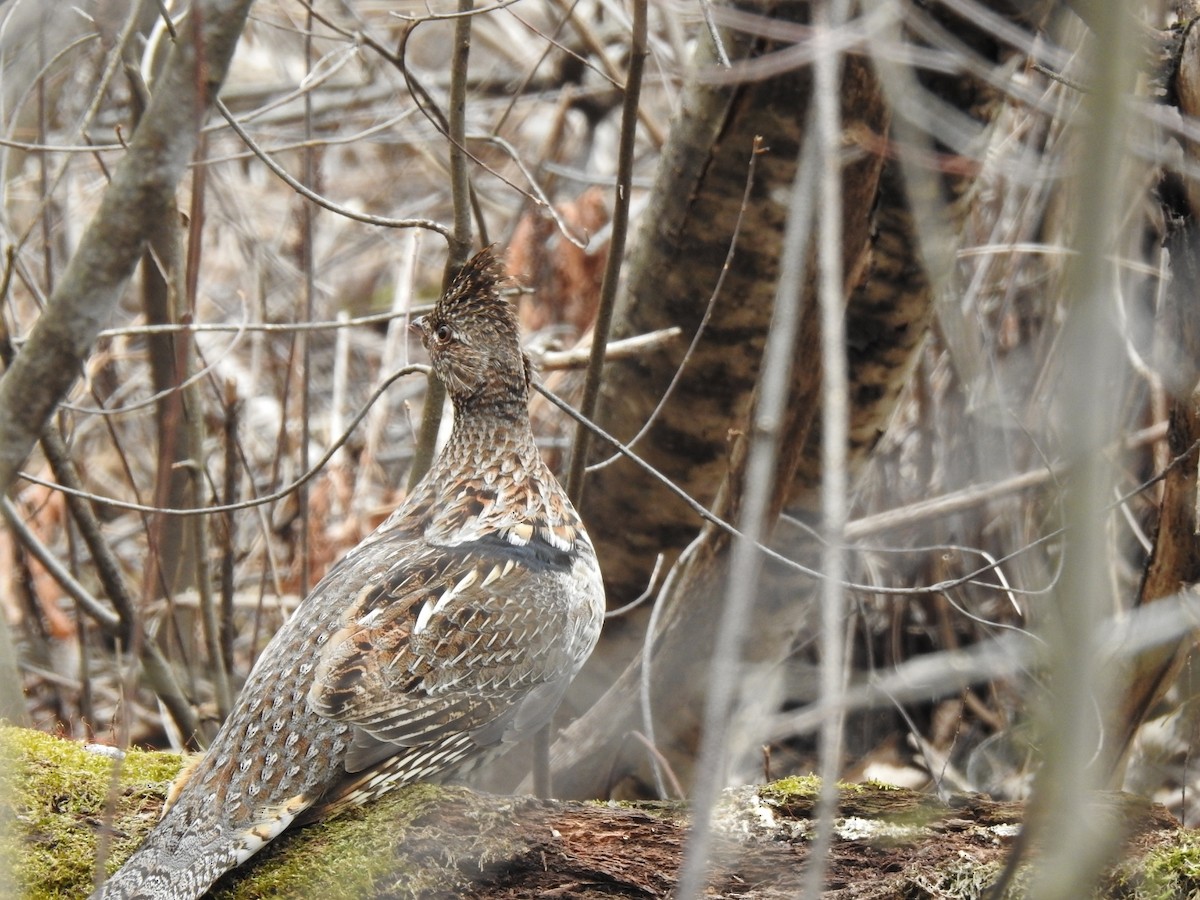 Ruffed Grouse - André St Pierre Aline Beauchemin