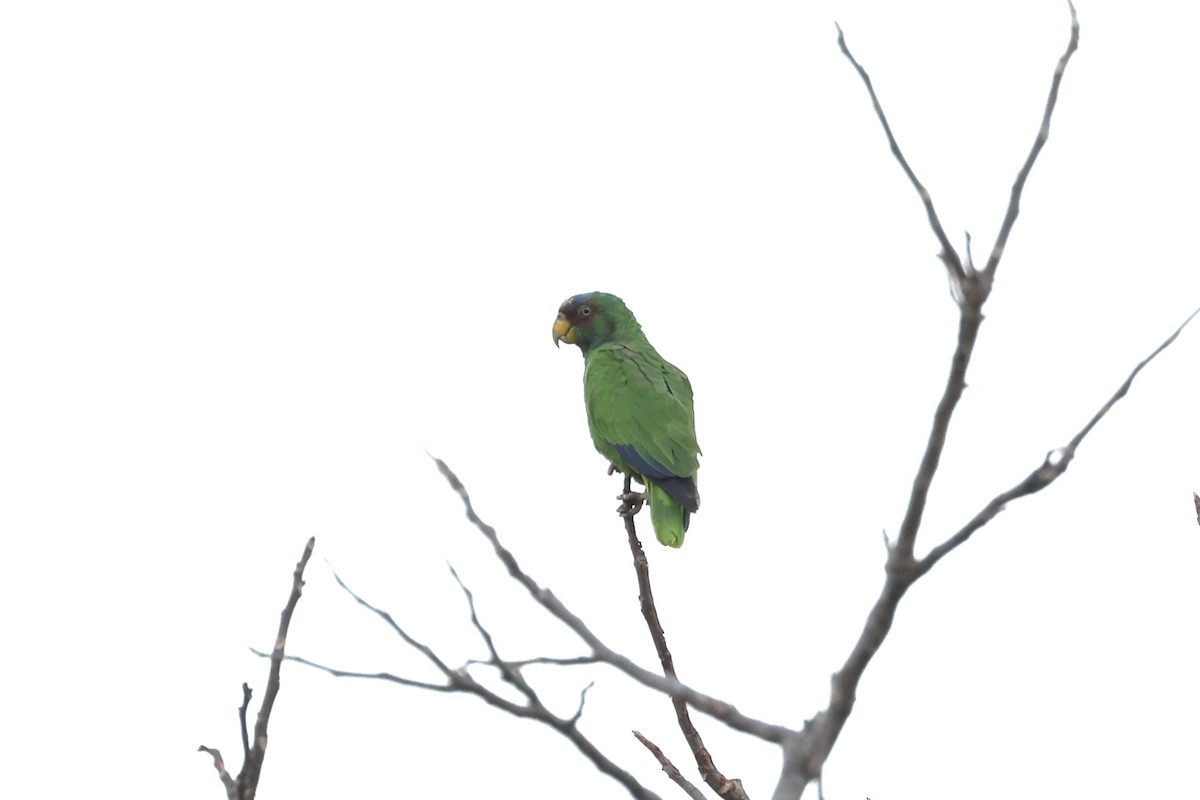 White-fronted Parrot - ML617564141