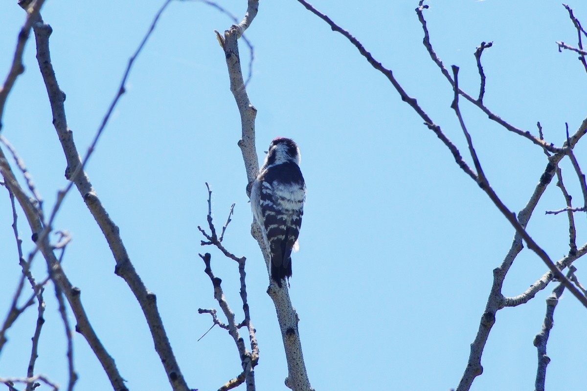 Lesser Spotted Woodpecker - ML617564170