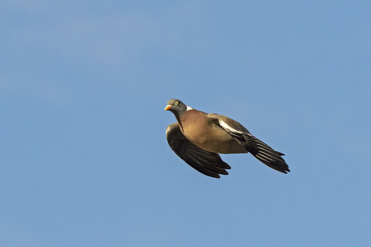 Common Wood-Pigeon - ML617564180