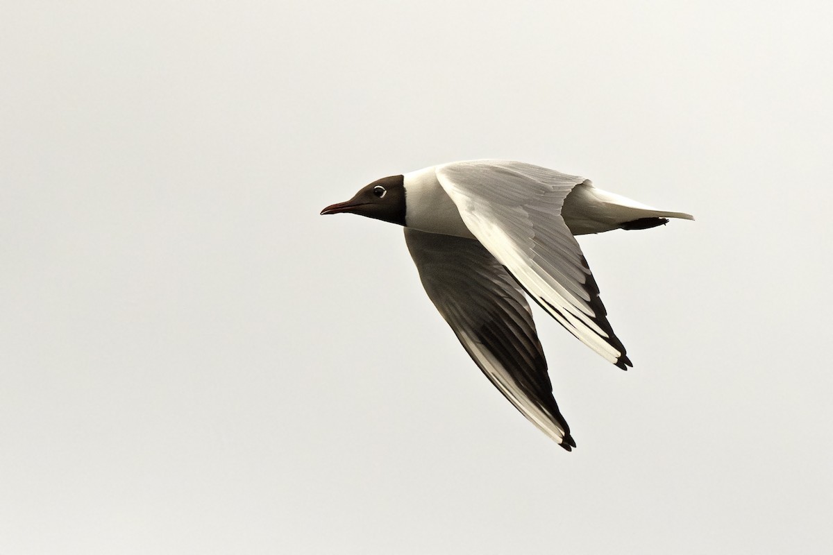 Mouette rieuse - ML617564181
