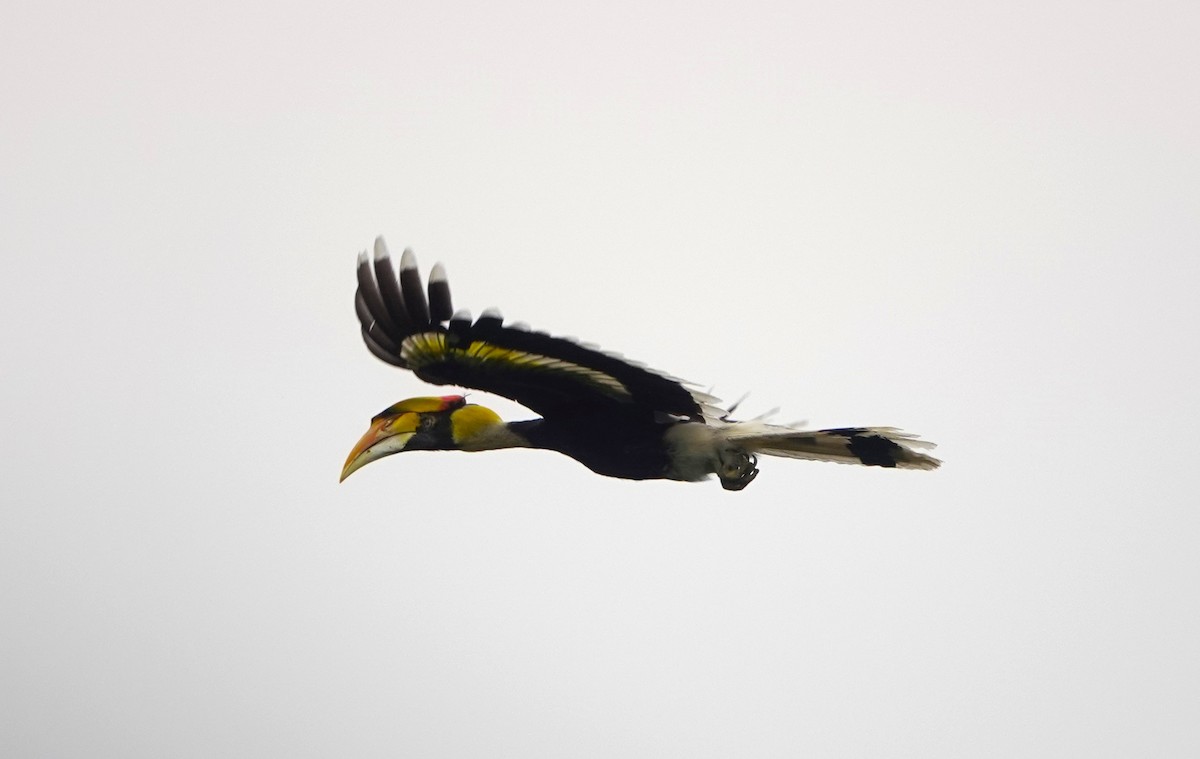 Great Hornbill - Peter Burke