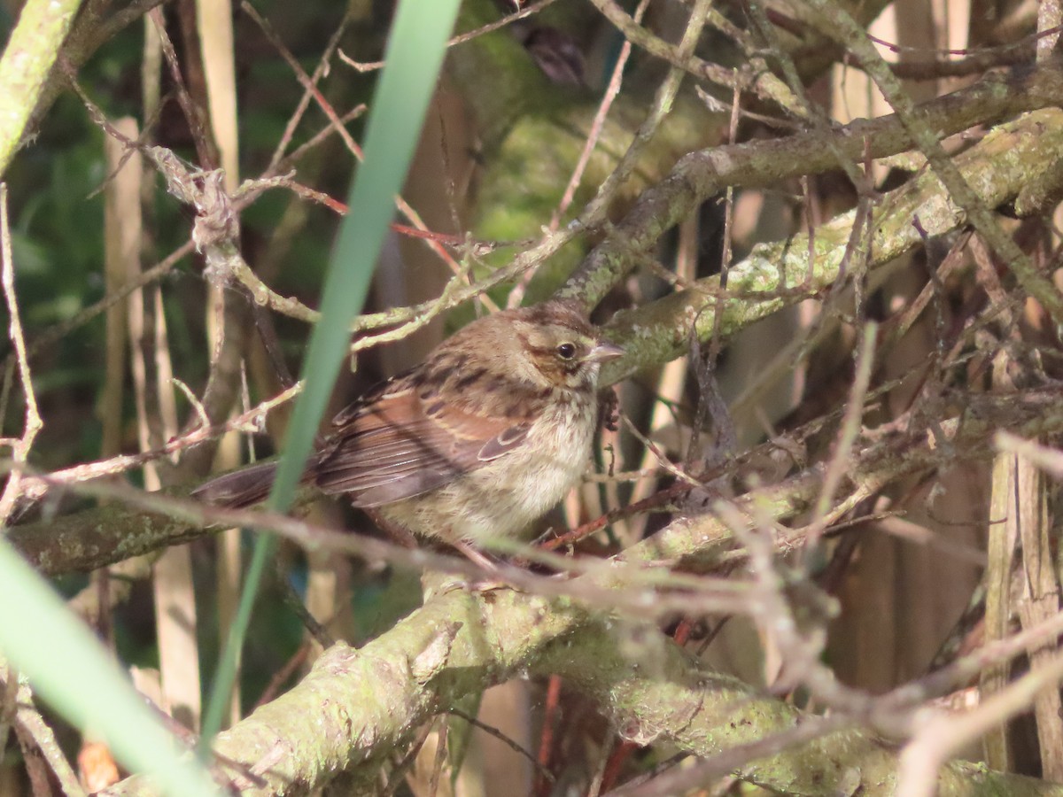 new world sparrow sp. - Kyan Russell
