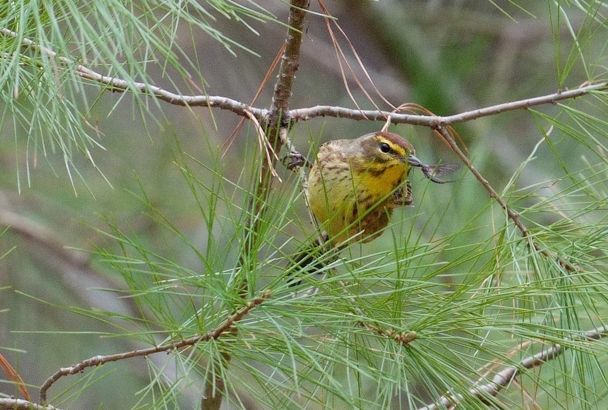 Palm Warbler (Yellow) - Bill Thompson