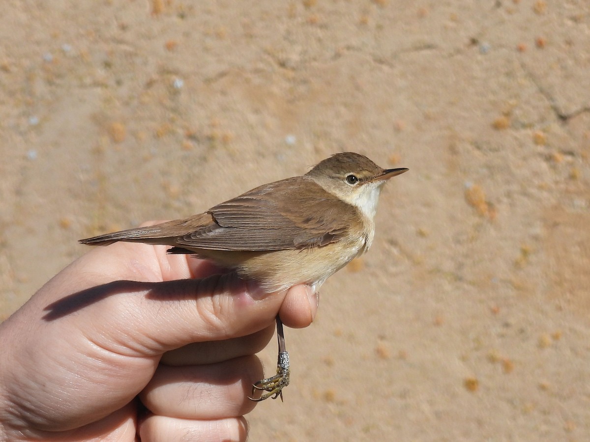 Common Reed Warbler - ML617564261